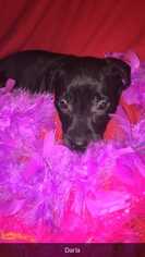Medium Photo #1 Labrador Retriever Puppy For Sale in Foristell, MO, USA