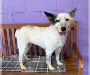 Australian Shepherd-Unknown Mix Dogs for adoption in Genesee, WI, USA