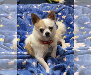 Chihuahua Dogs for adoption in Sioux Falls, SD, USA