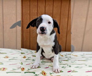 Borador Dogs for adoption in Mt. Laurel, NJ, USA