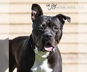 American Bulldog Dogs for adoption in Ventura, CA, USA