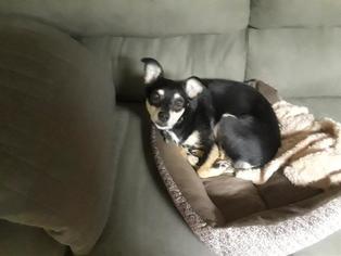 American Rat Pinscher Dogs for adoption in Rochester, MN, USA