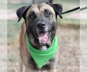Black Mouth Cur-Unknown Mix Dogs for adoption in San Antonio, TX, USA