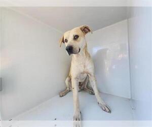 Staffordshire Bull Terrier-Unknown Mix Dogs for adoption in Houston, TX, USA