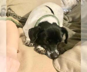 Dorgi Dogs for adoption in Missouri City, TX, USA