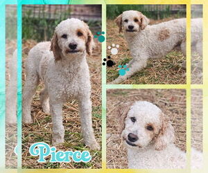 Cockapoo Dogs for adoption in Blacksburg, SC, USA