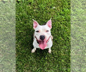 American Staffordshire Terrier-Unknown Mix Dogs for adoption in Perth Amboy, NJ, USA