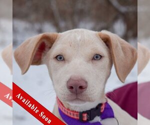 Dachshund-Labrador Retriever Mix Dogs for adoption in Huntley, IL, USA