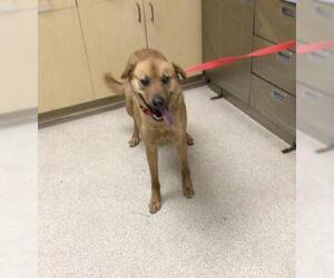 Chinese Shar-Pei Dogs for adoption in Riverside, CA, USA