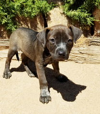 Labrador Retriever Dogs for adoption in Albuquerque, NM, USA