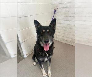 German Shepherd Dog Dogs for adoption in San Bernardino, CA, USA