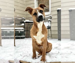 Boxador Dogs for adoption in Raleigh, NC, USA