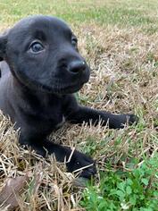 Medium Photo #1 American Pit Bull Terrier-Australian Shepherd Mix Puppy For Sale in Houston, TX, USA