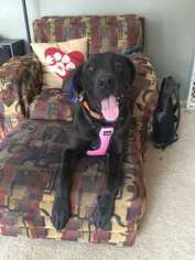 Great Dane Dogs for adoption in Glen Haven, WI, USA
