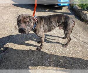 American Staffordshire Terrier-Unknown Mix Dogs for adoption in Houston, TX, USA