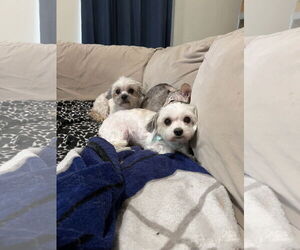 Maltese-Unknown Mix Dogs for adoption in Forney, TX, USA