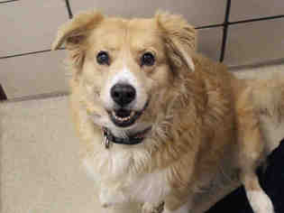Collie Dogs for adoption in Fort Wayne, IN, USA