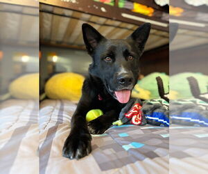 Australian Kelpie-Unknown Mix Dogs for adoption in Boston, MA, USA