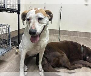 Beagle-Unknown Mix Dogs for adoption in Pasadena, CA, USA