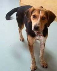 Beagle-Unknown Mix Dogs for adoption in Lovingston, VA, USA
