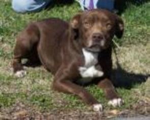 Medium Photo #1 American Pit Bull Terrier-Unknown Mix Puppy For Sale in Madisonville, TN, USA