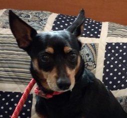 Miniature Pinscher Dogs for adoption in Berwick, PA, USA