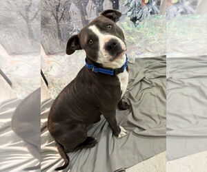 Mutt Dogs for adoption in Bryant, AR, USA