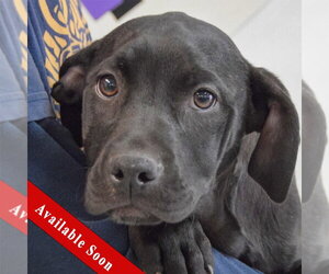 American Staffordshire Terrier-Unknown Mix Dogs for adoption in Huntley, IL, USA