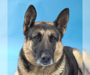 German Shepherd Dog Dogs for adoption in Pasadena, CA, USA