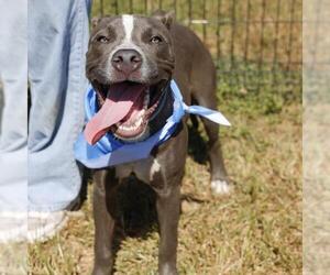 American Staffordshire Terrier-Unknown Mix Dogs for adoption in San Antonio, TX, USA