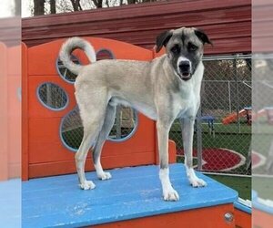 Anatolian Shepherd-Unknown Mix Dogs for adoption in Little Rock, AR, USA