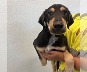 Basset Hound-Miniature Pinscher Mix Dogs for adoption in Chico, CA, USA
