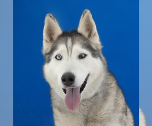 Siberian Husky Dogs for adoption in Pasadena, CA, USA