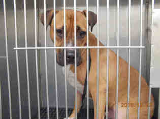 Bullboxer Pit Dogs for adoption in Gainesville, FL, USA