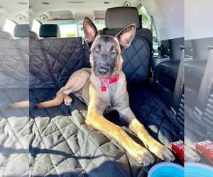 German Shepherd Dog-Unknown Mix Dogs for adoption in Cave Creek, AZ, USA