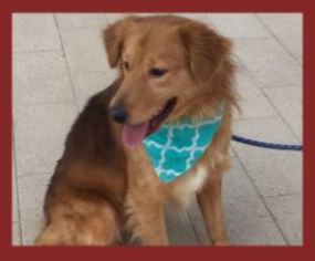 Golden Retriever-Unknown Mix Dogs for adoption in Dallas, TX, USA