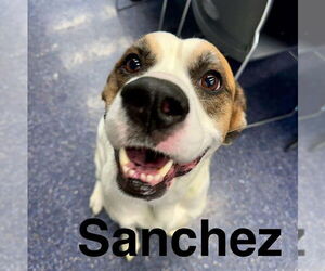 Labrador Retriever-Unknown Mix Dogs for adoption in Anchorage, AK, USA