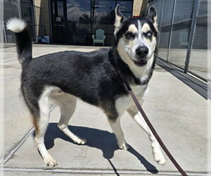 Siberian Husky Dogs for adoption in Denver, CO, USA