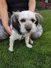 Mutt Dogs for adoption in Sylmar, CA, USA