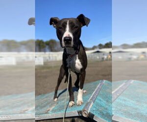 Mutt Dogs for adoption in Virginia Beach, VA, USA