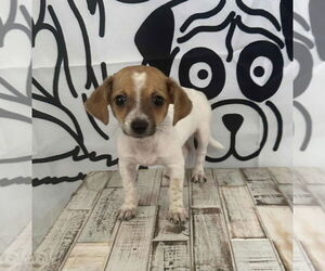 Jack Russell Terrier Dogs for adoption in FRAMINGHAM, MA, USA