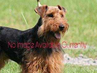 Welsh Terrier Dogs for adoption in Glen Haven, WI, USA