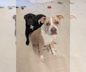 American Pit Bull Terrier-Unknown Mix Dogs for adoption in Germantown, OH, USA