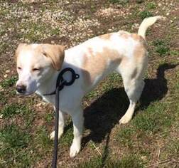 Medium Photo #1 Beagle-Unknown Mix Puppy For Sale in Lovingston, VA, USA