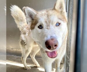 Siberian Husky Dogs for adoption in San Bernardino, CA, USA