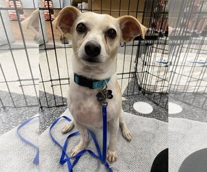 Rat-Cha Dogs for adoption in Davis, CA, USA