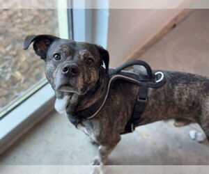 Dachshund-Unknown Mix Dogs for adoption in Tavares, FL, USA