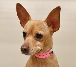 Chihuahua Dogs for adoption in Las Vegas, NV, USA