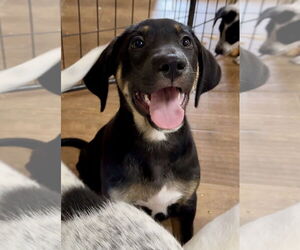 Labrador Retriever-Unknown Mix Dogs for adoption in Green Forest, AR, USA