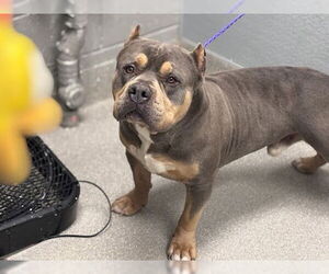 American Pit Bull Terrier-Unknown Mix Dogs for adoption in Las Vegas, NV, USA